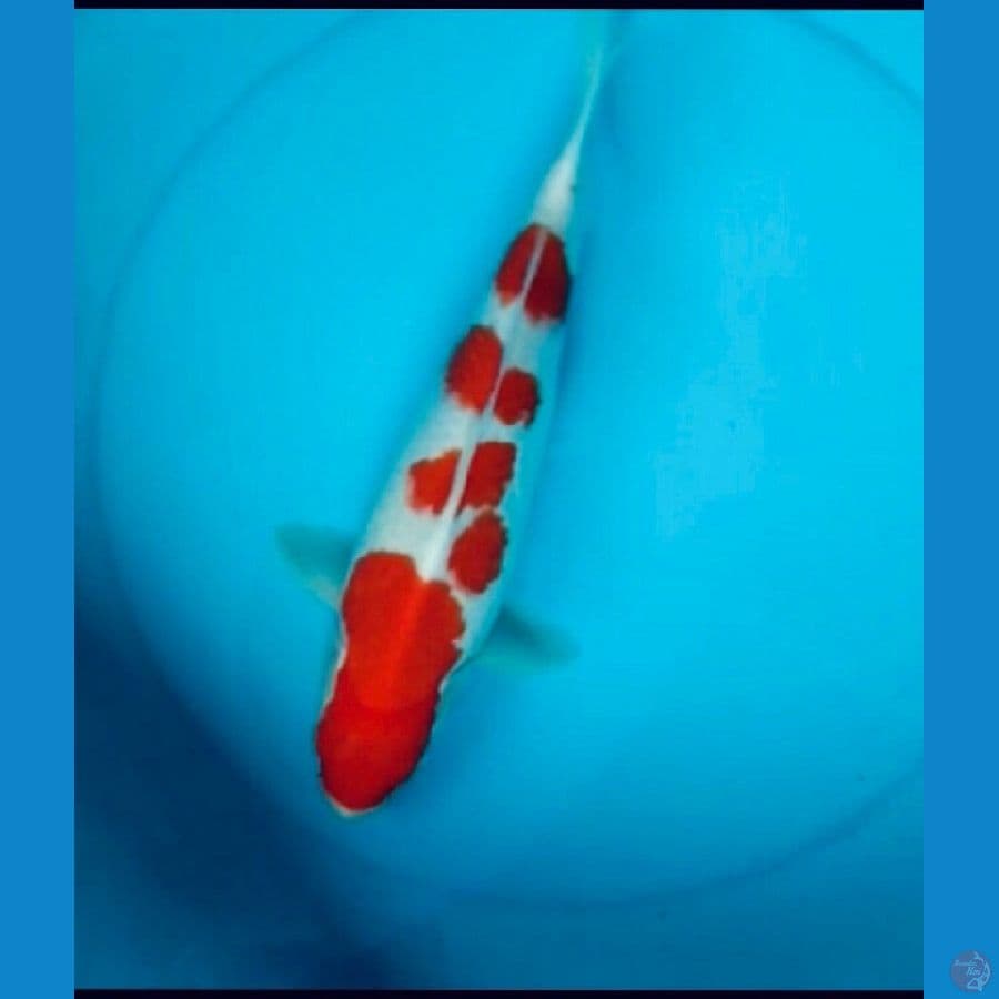 Kohaku