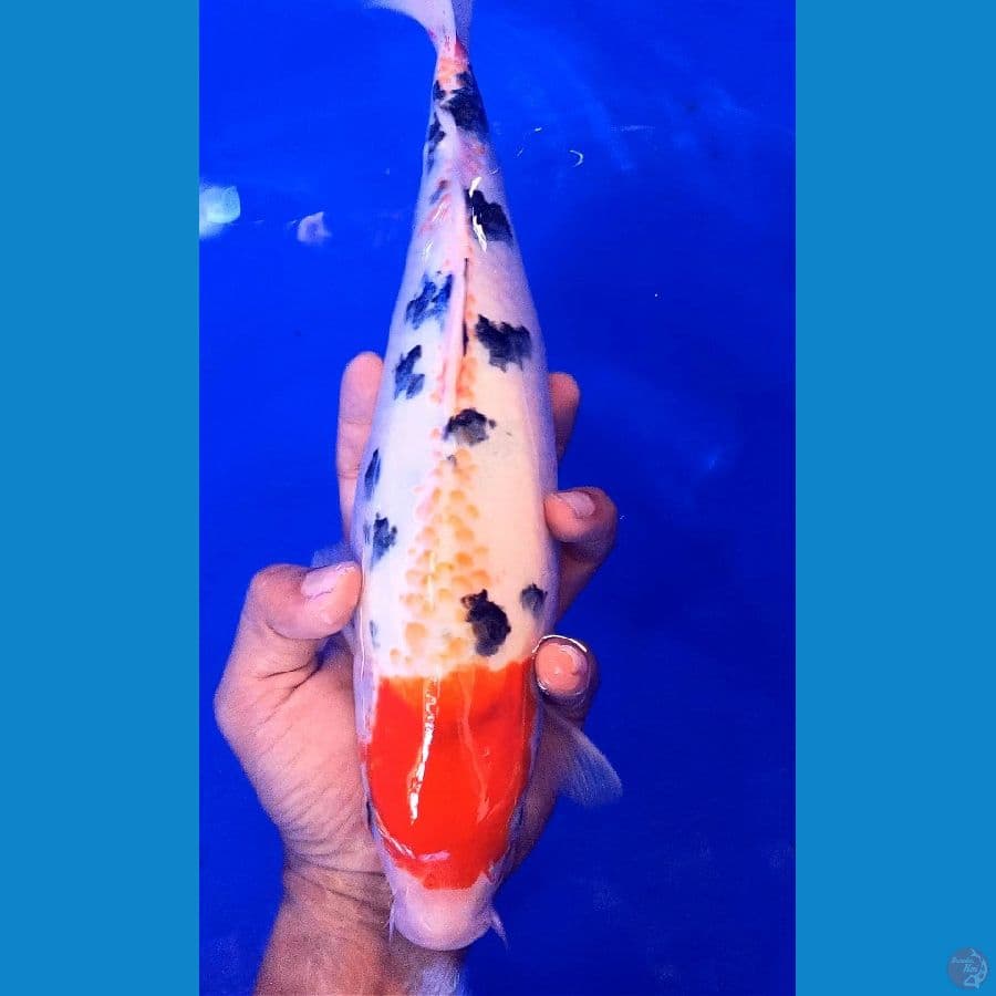 tanco sanke f33 cm