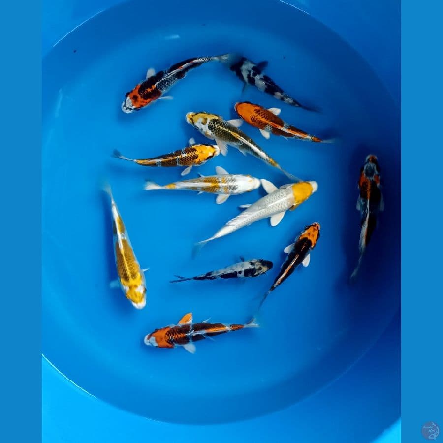Paket kujaku 12 ekor 15/19cm
