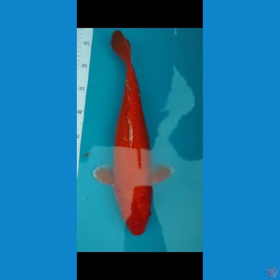 Red karasi 40cm merah tajam