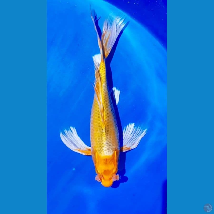 selayer orenji 35 cm male
