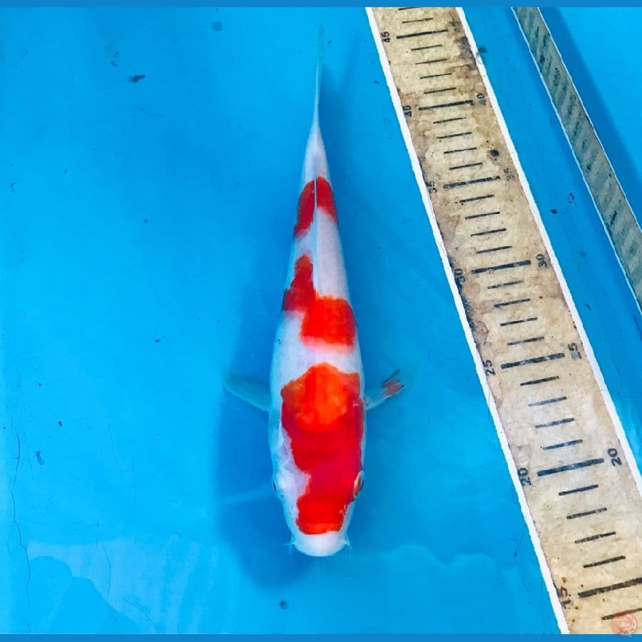 kohaku 20cm