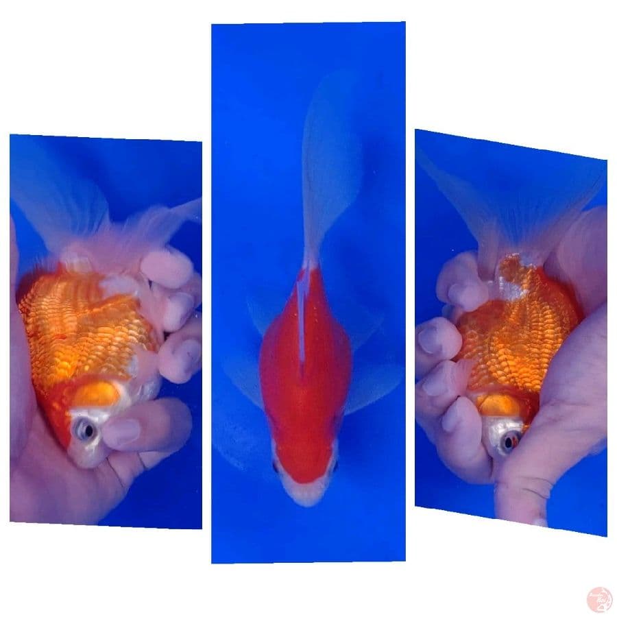 Tamasaba Import Jepang (Sertifikat Kaneko) 17cm