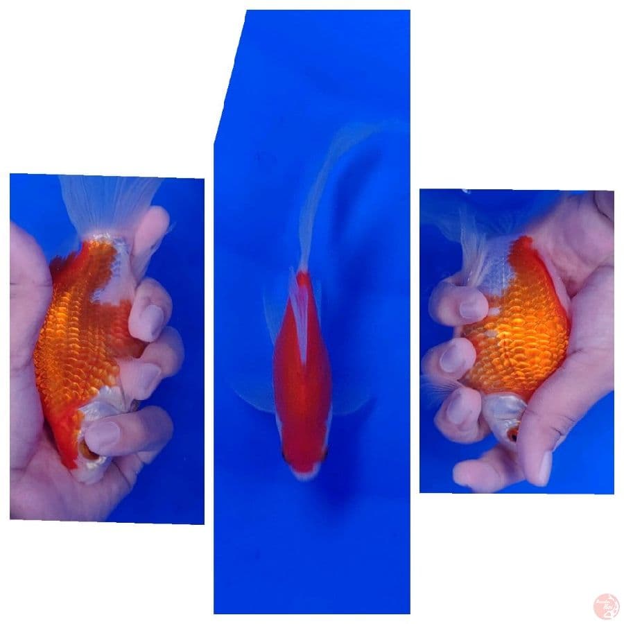 Tamasaba Import Jepang (Sertifikat Kaneko) 19cm