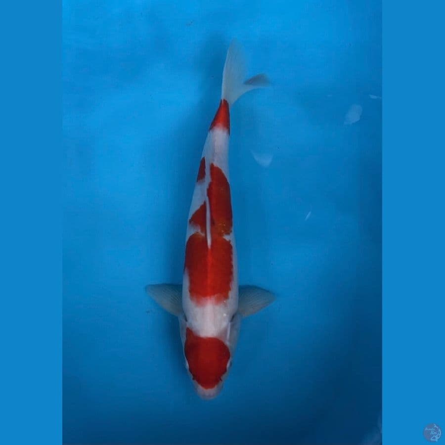 maruthen kohaku 37cm