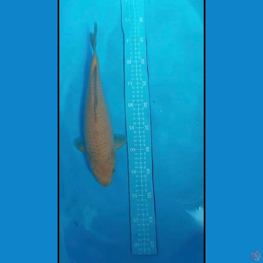 karasi 35 cm fukurin joss