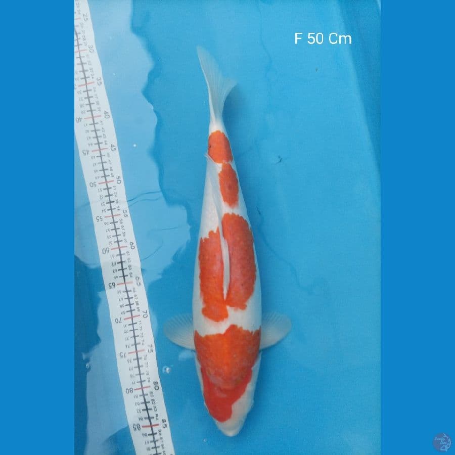 Kohaku SQ Female 50Cm