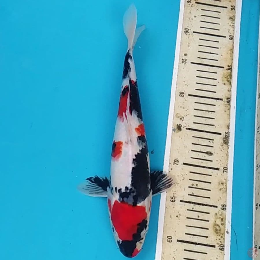 Maruten Kindai Ori ~33 F