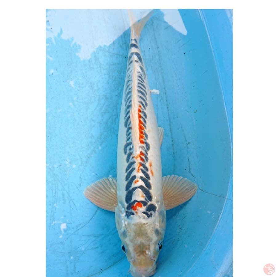 DOITSU KUJAKU 42 CM