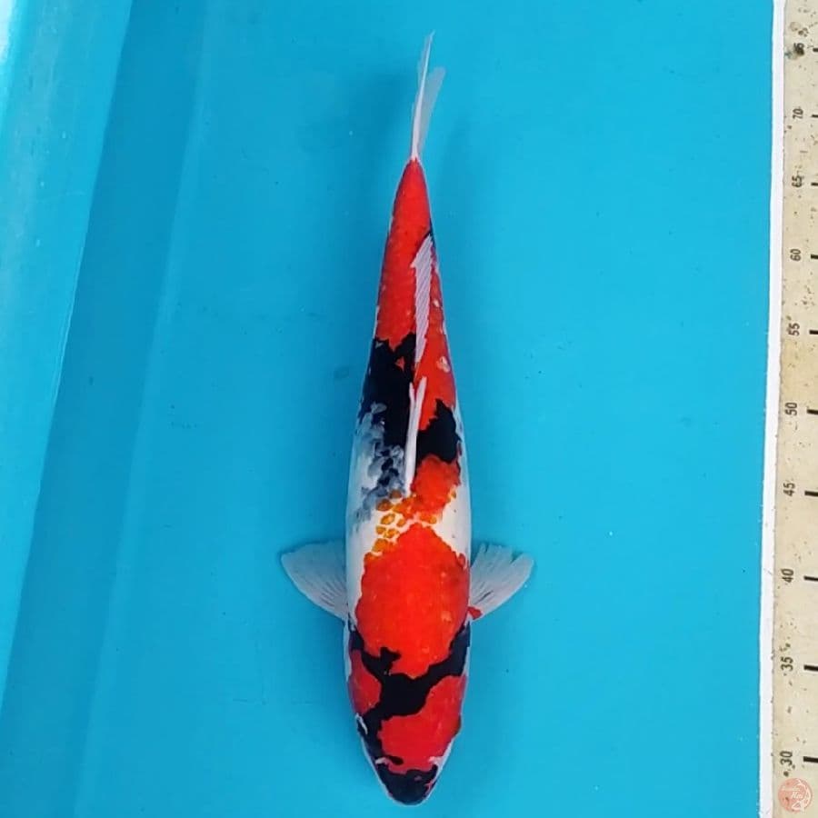 Showa Sanshoku ~44 F