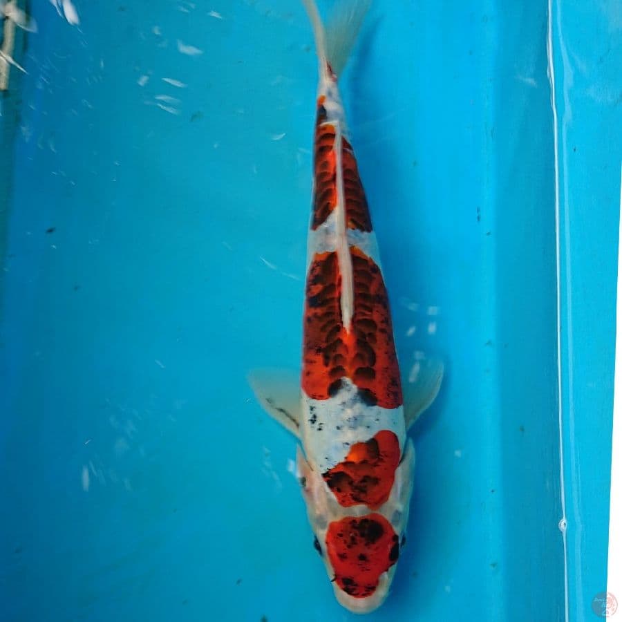 BENIKIO 27 CM
