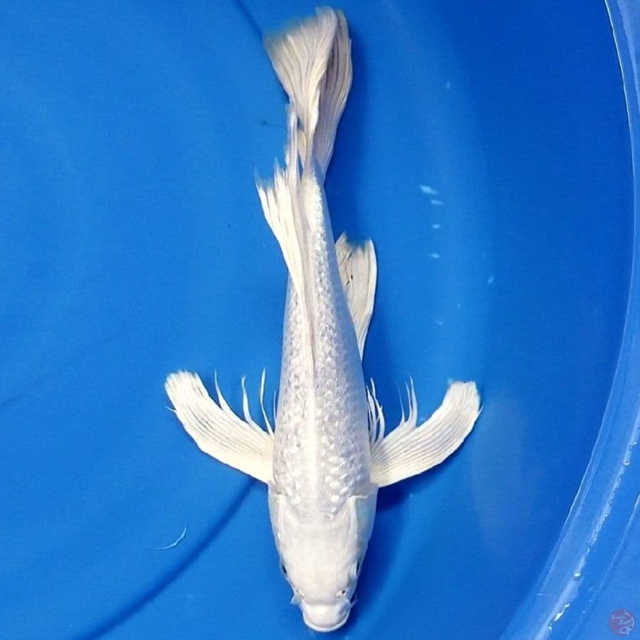 PLATINUM GINRIN 29 CM