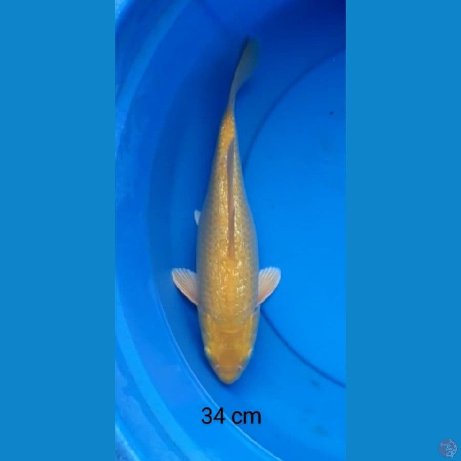 karashi ginrin 34 cm