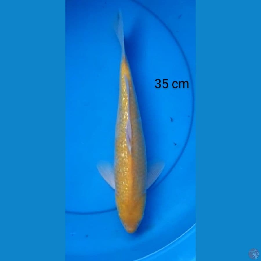 karashi "male" mata merah 35 cm