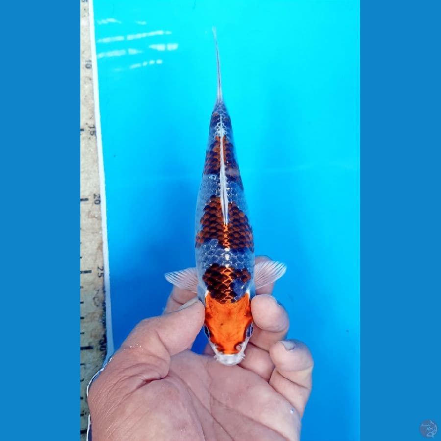 Beni ginga 20cm