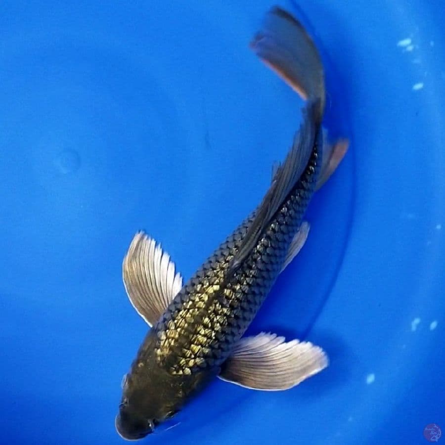 SORAGOI GINRIN 33 CM