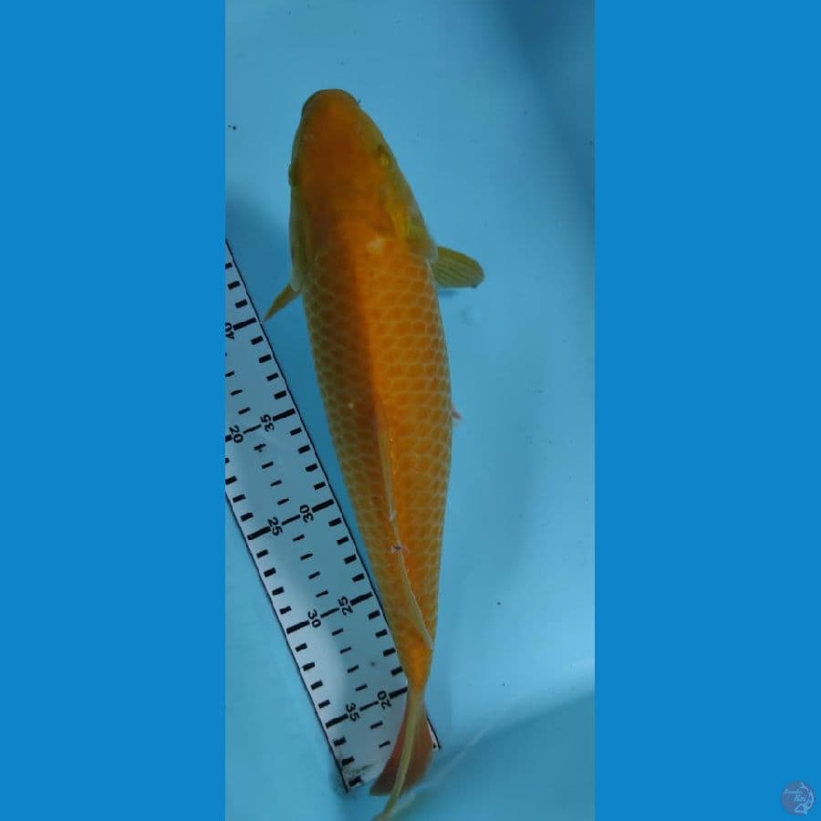 karasi jagung 32cm