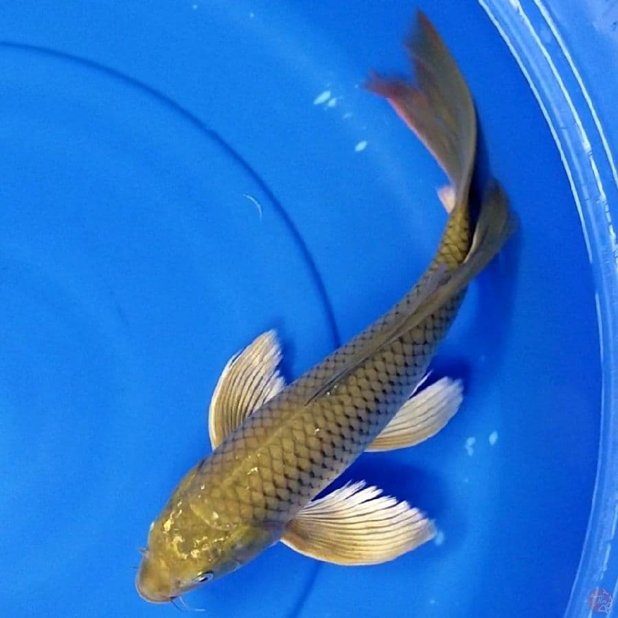 MIDORI 35 CM