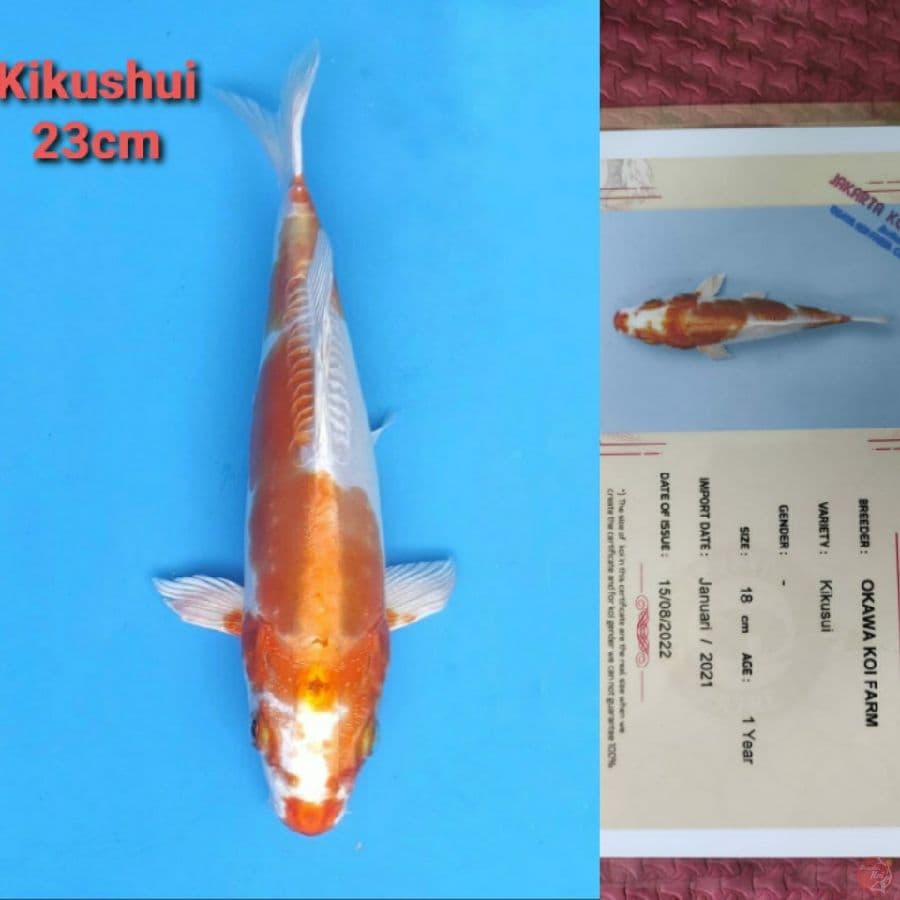 OKAWA KIKUSHUI 23CM