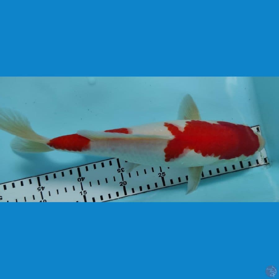 kohaku 30cm