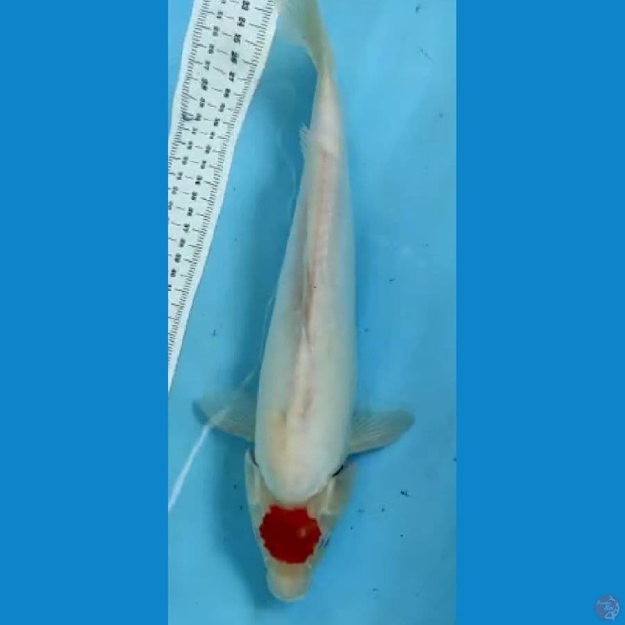 daihtsu tanco 35cm