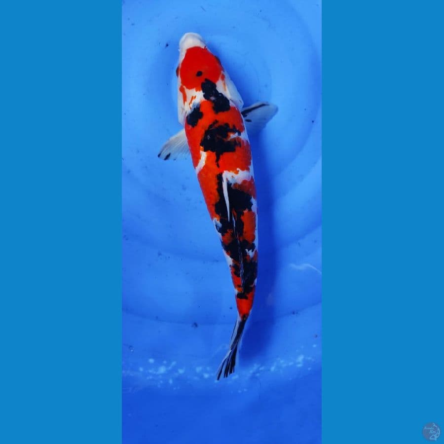 showa rasa sanky 42cm