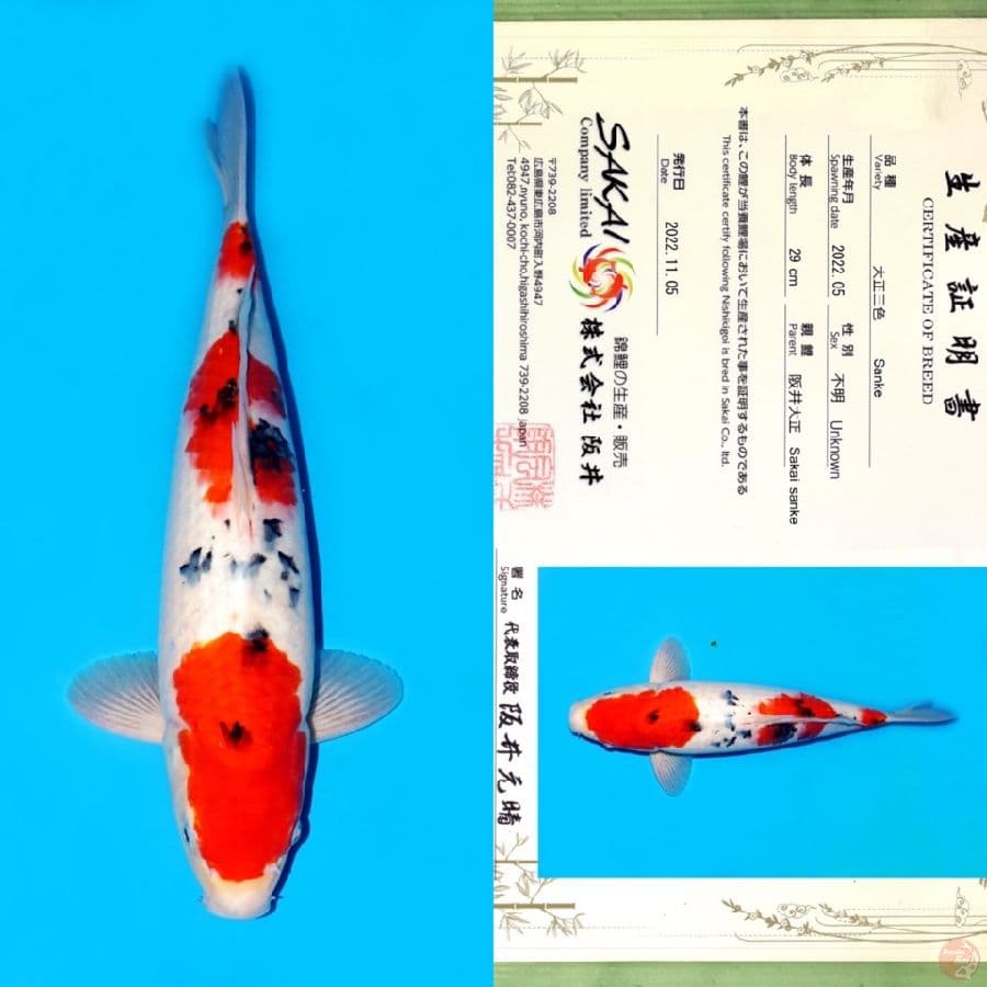 SAKAI TAISHO SANKE 37XM