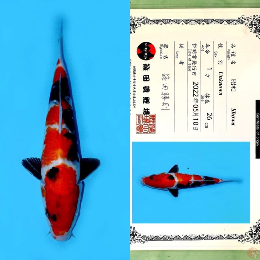 SHINODA SHOWA SANSHOKU 34CM
