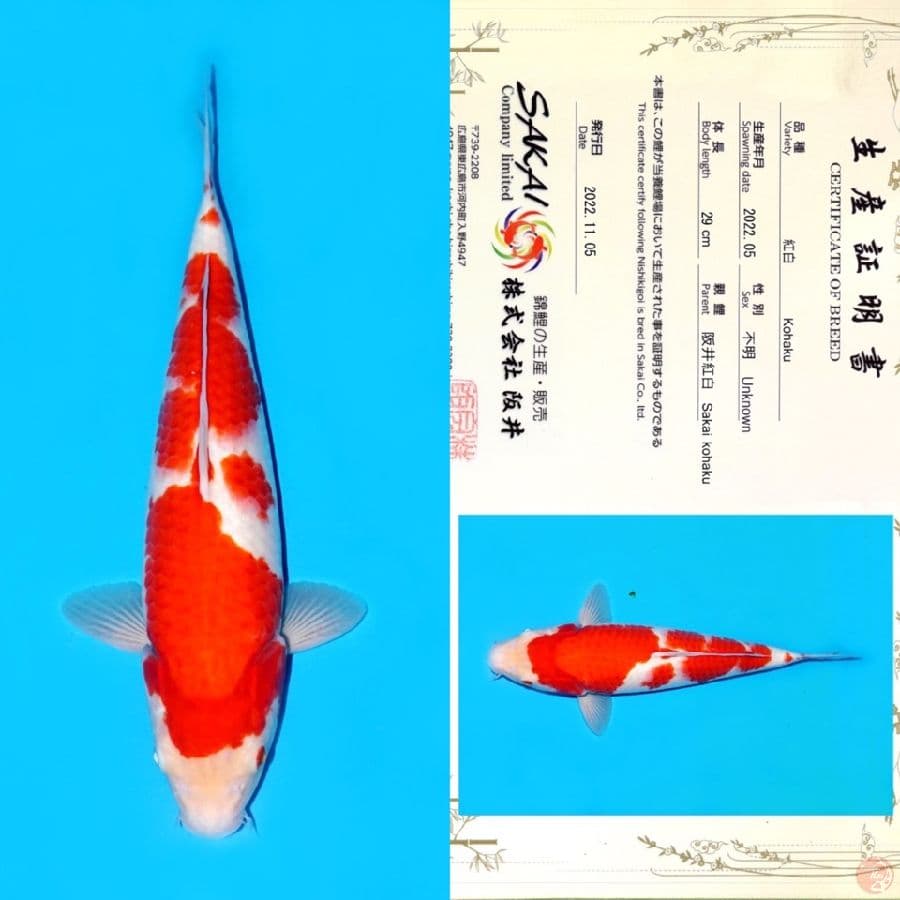 SAKAI KOHAKU 37CM