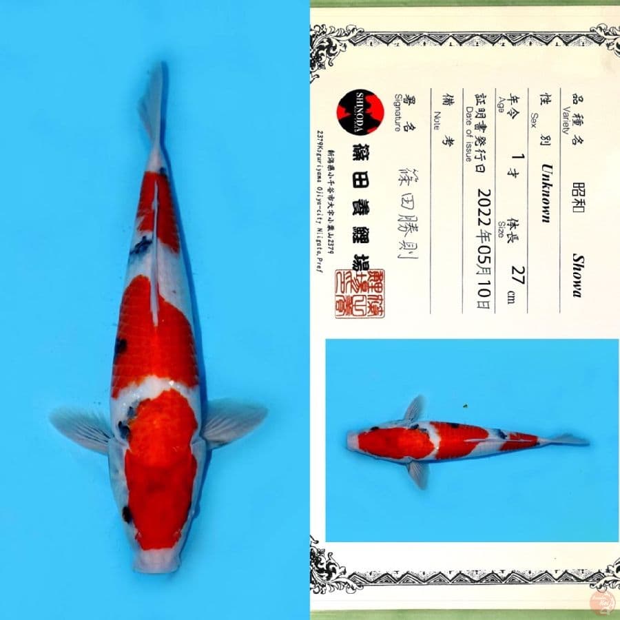 SHINODA SHOWA SANSHOKU 35CM