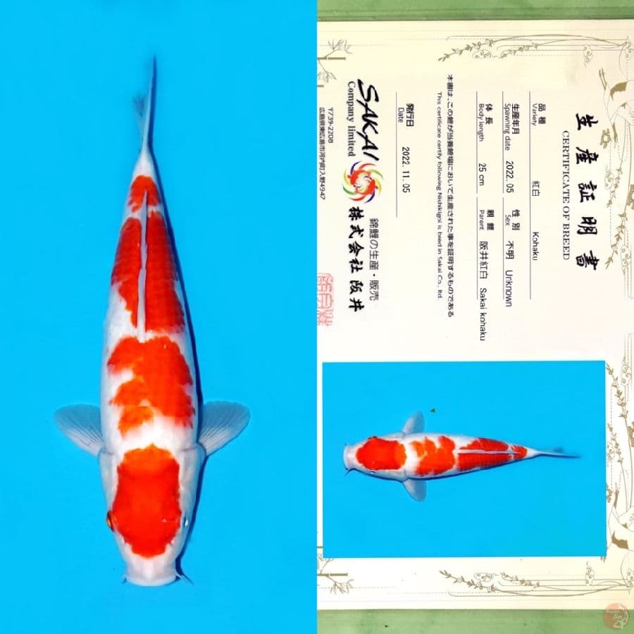 SAKAI KOHAKU 34CM