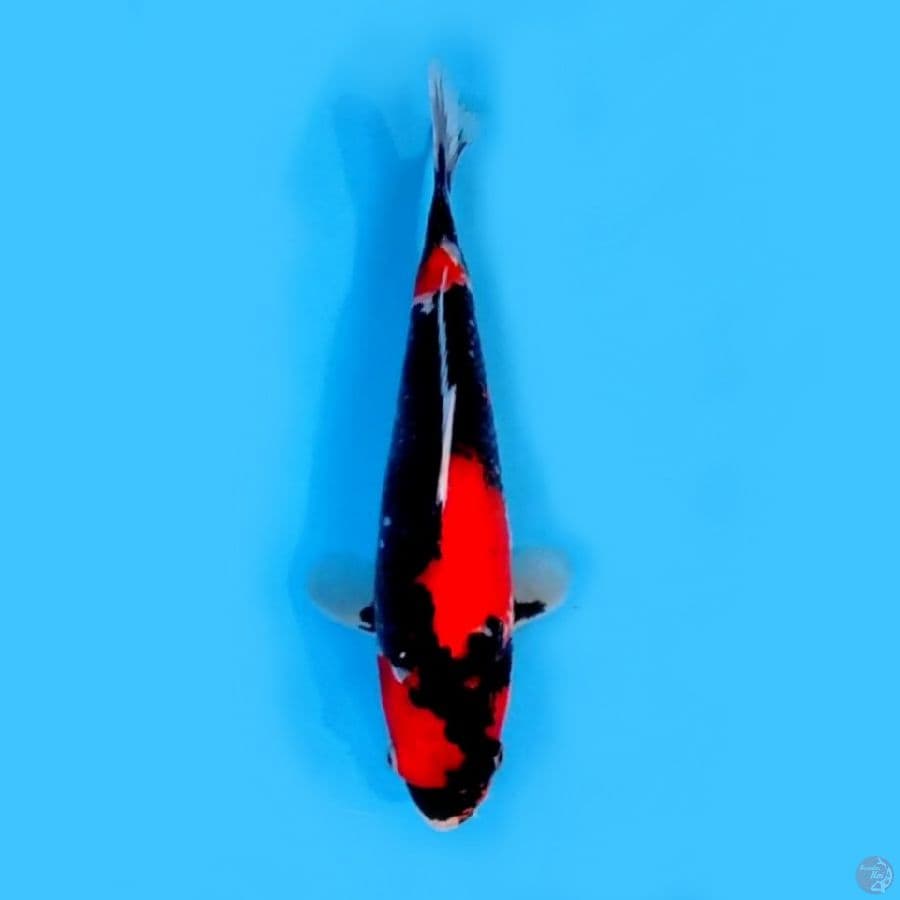 SHOWA SHANSOKU # 28 CM OTIGINAL MERAH STRONG