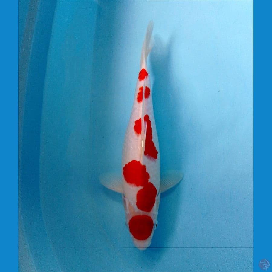 kohaku 33 cm