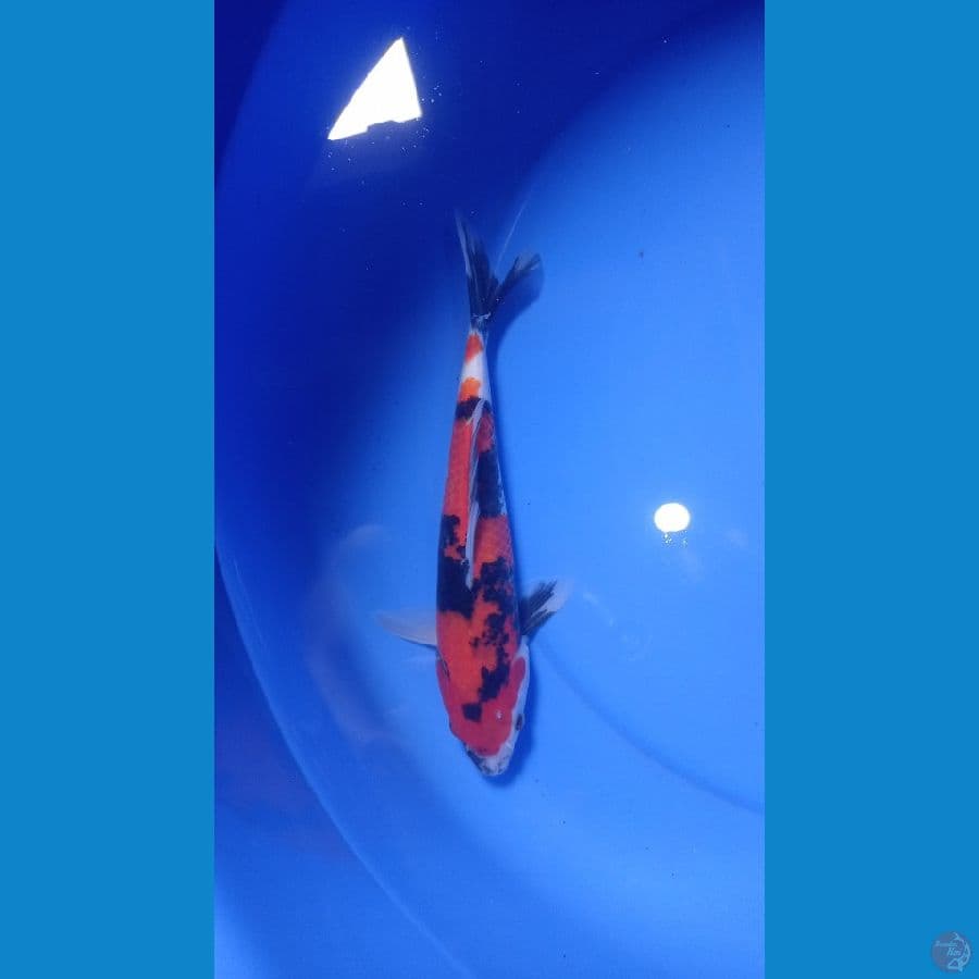 showa 25cm