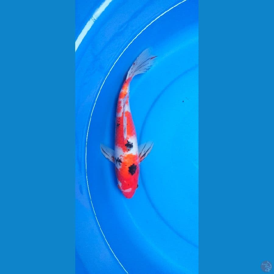 sanke 32cm