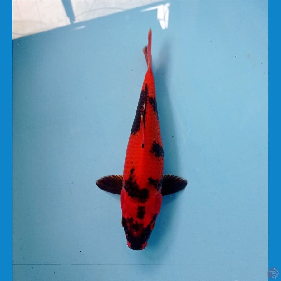 hi utsuri 25 cm