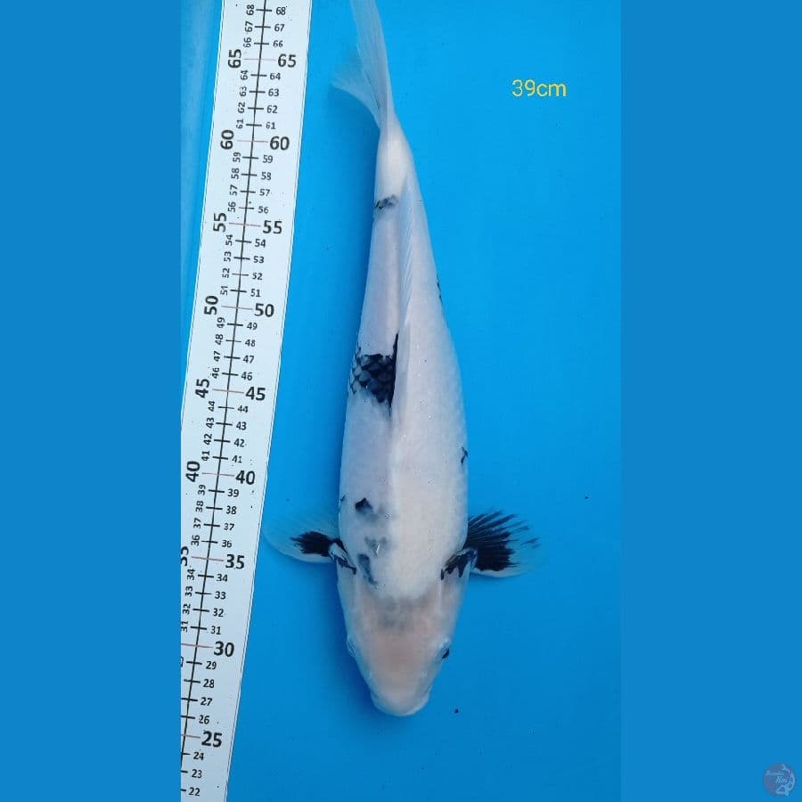 shiro 39cm
