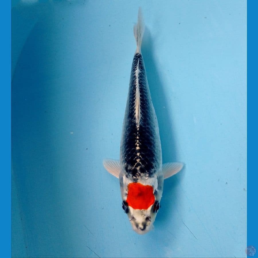 tc kukaku 15 cm