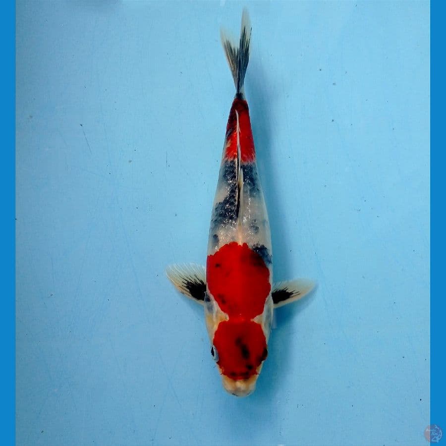 showa hikari 20 cm