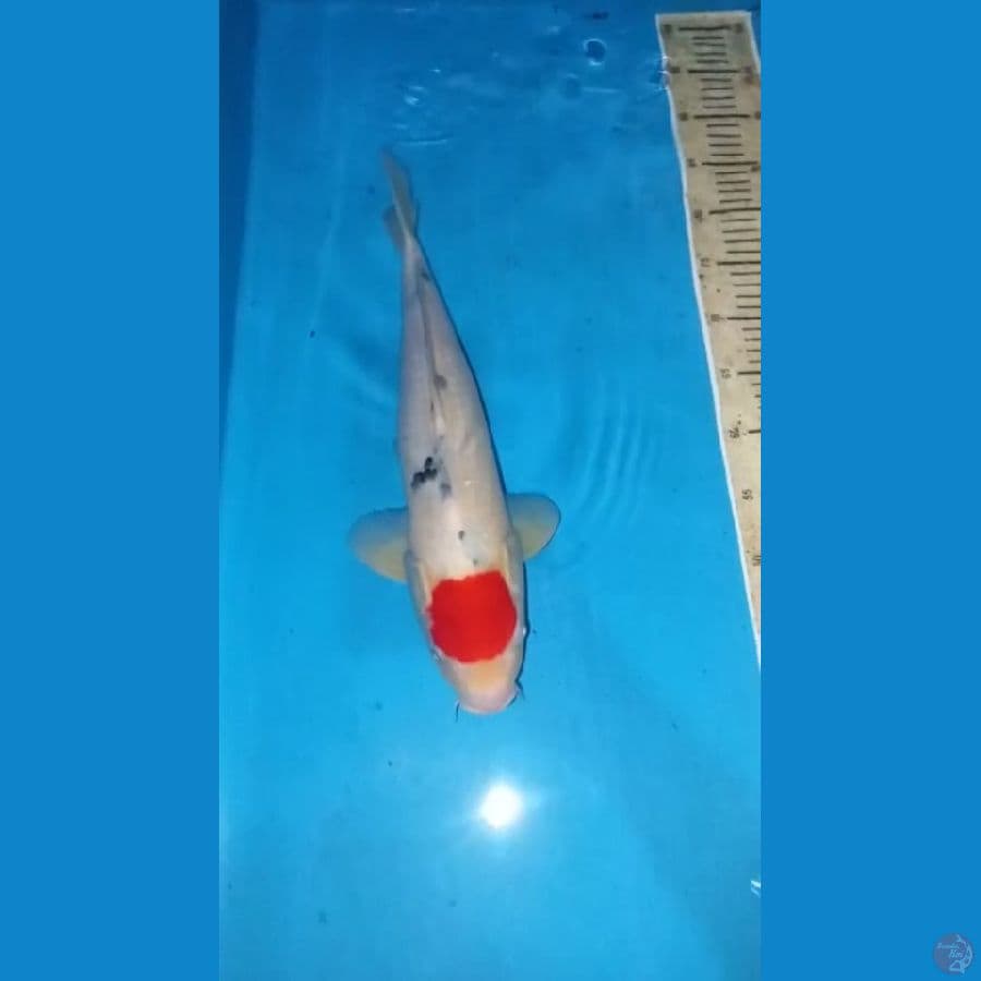 Tancho 43cm