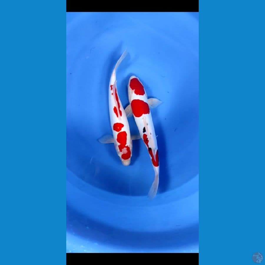 36-38cm