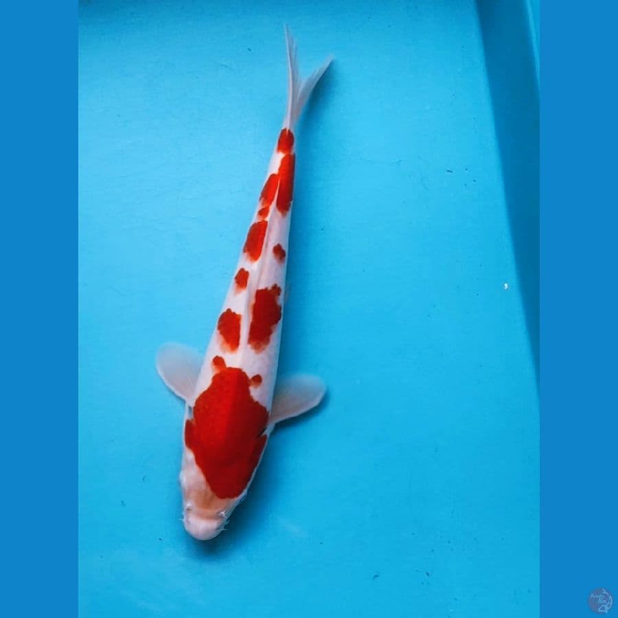 kohaku sakura 30cm male