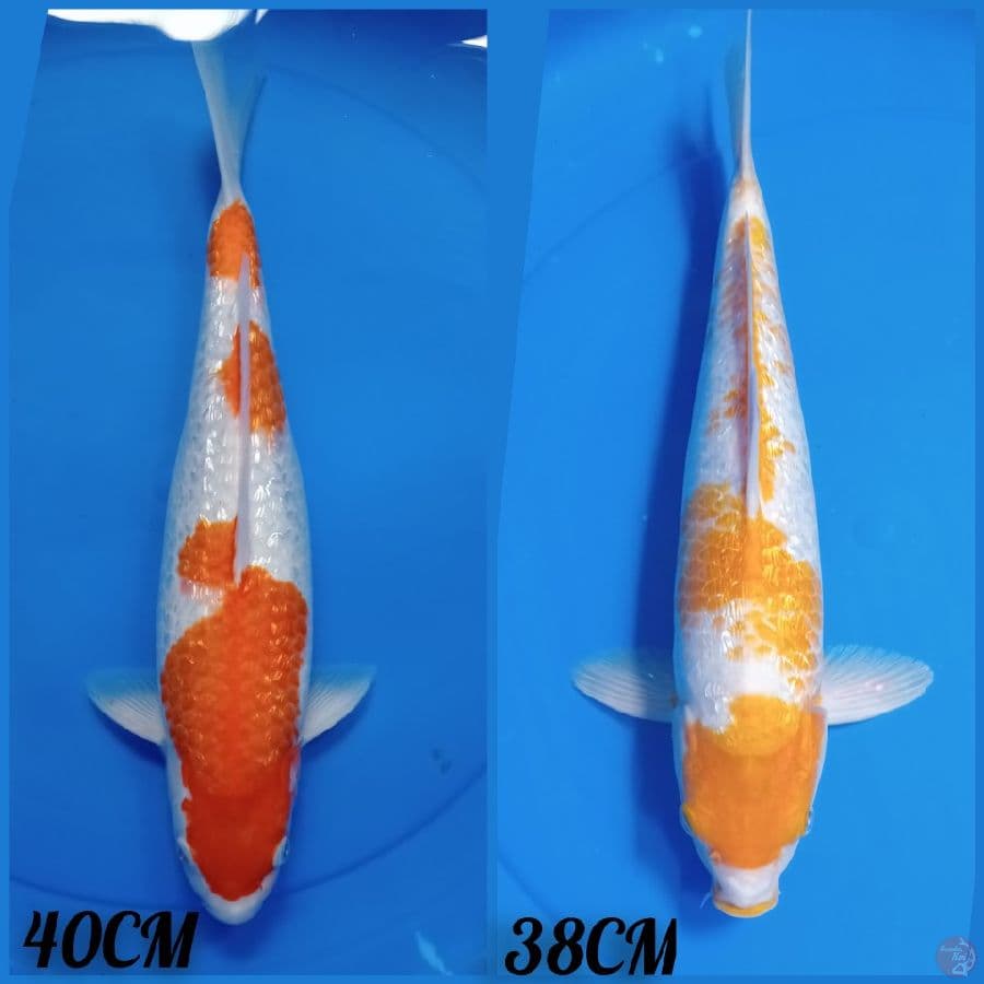 SABI KOYO GINDRIN VS KOHAKU GINDRIN
