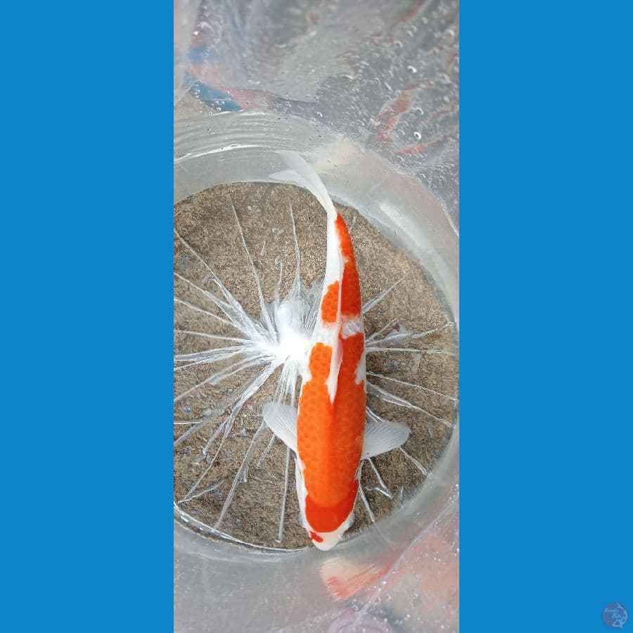 KOHAKU GINDRIN CUTT KERING 36 CM