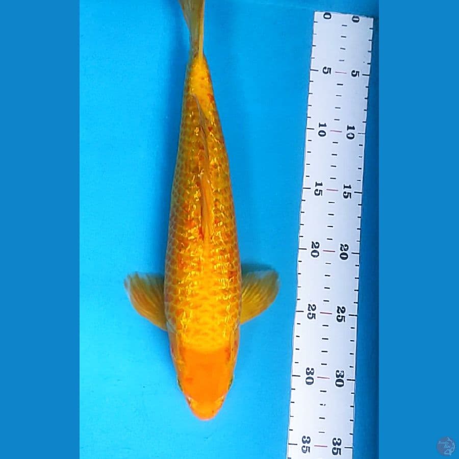KARASHI CORN GINRIN 33CM