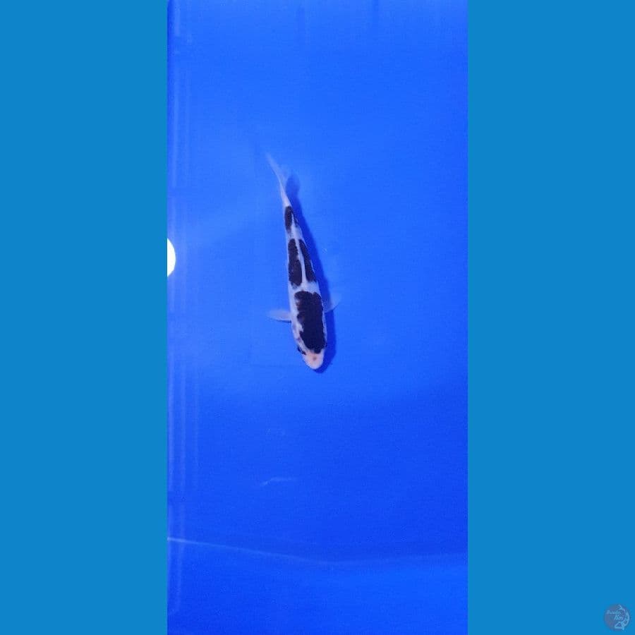 budho koromo 13cm