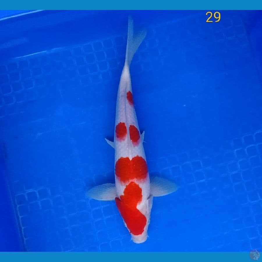 Kohaku