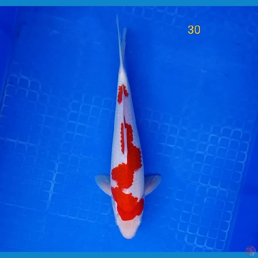 kohaku