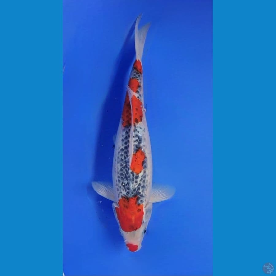 GOSHIKI 33cm