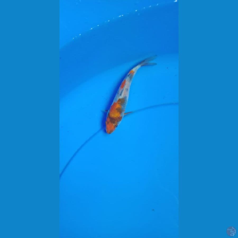 Kishowa 13 cm